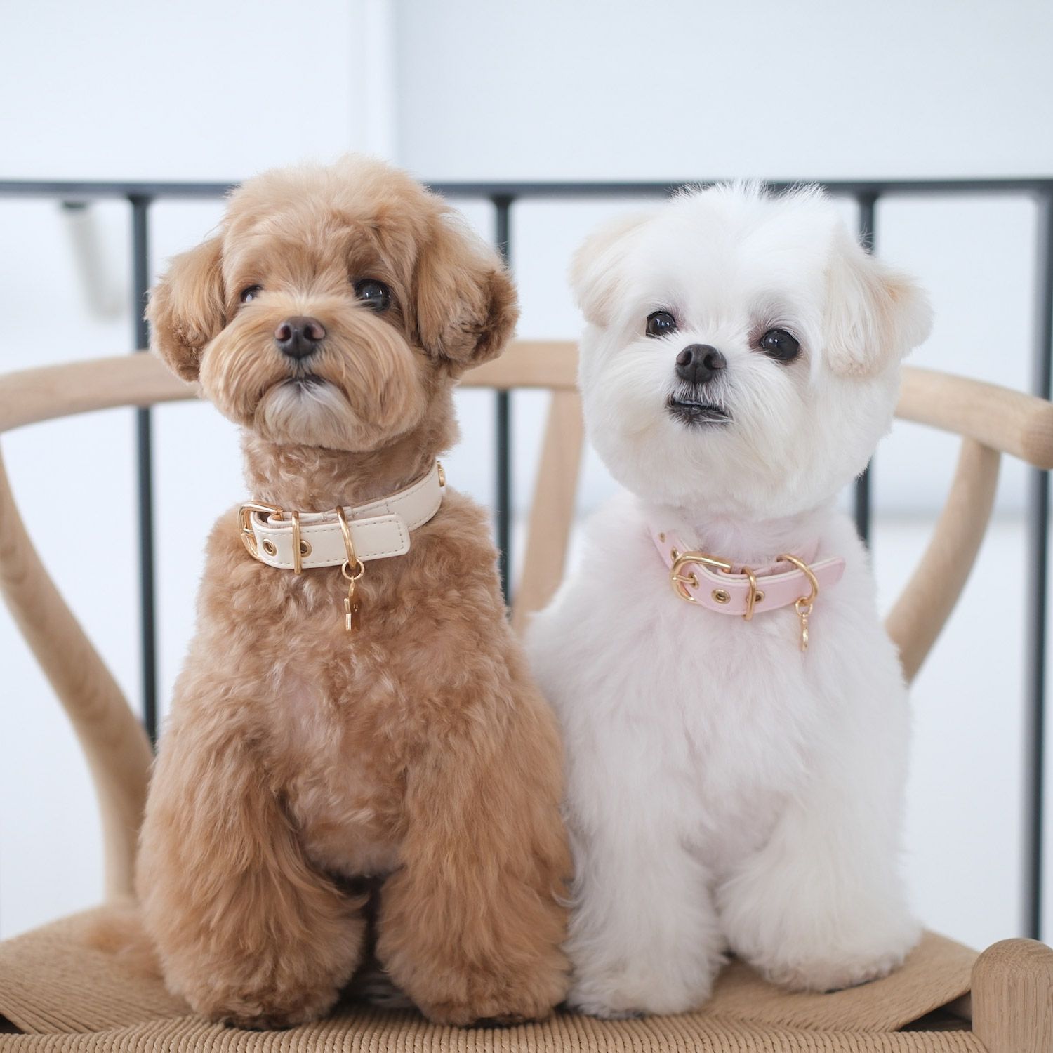 ちいかわ 小型犬用 首輪 合皮タイプ ＜ アイボリー/ピンク ＞